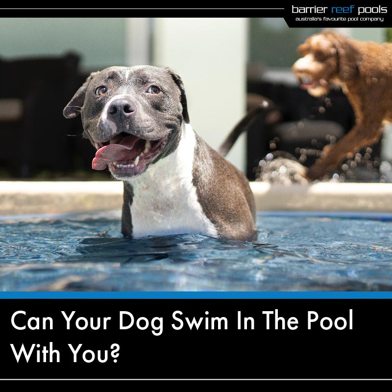 can your dog swim in the pool with you