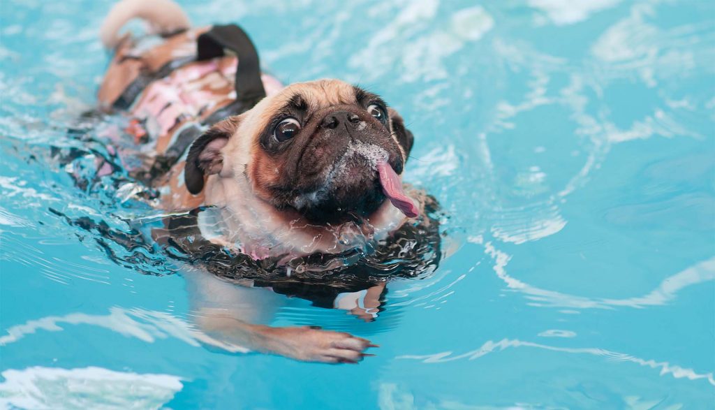 pug-in-swimming-pool