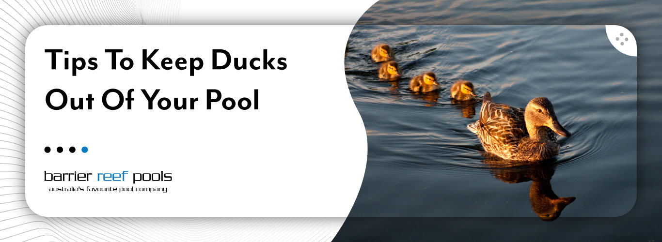 tips-to-keep-ducks-out-of-your-pool-banner
